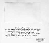 Triblidium elatinum image